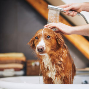 Dog Shampoo