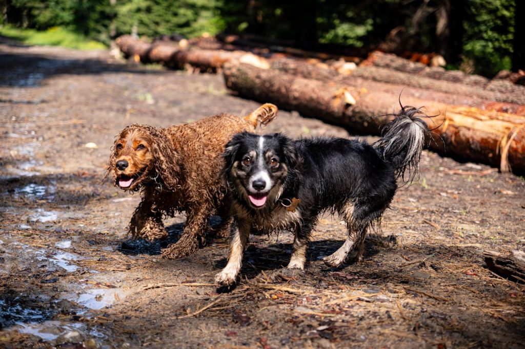 two muddy dogs who need a bath